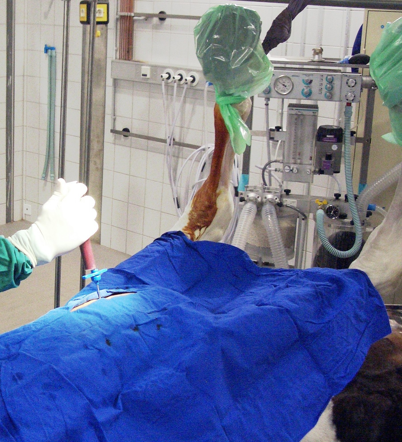 Knochenmarksentnahme beim liegenden Pferd