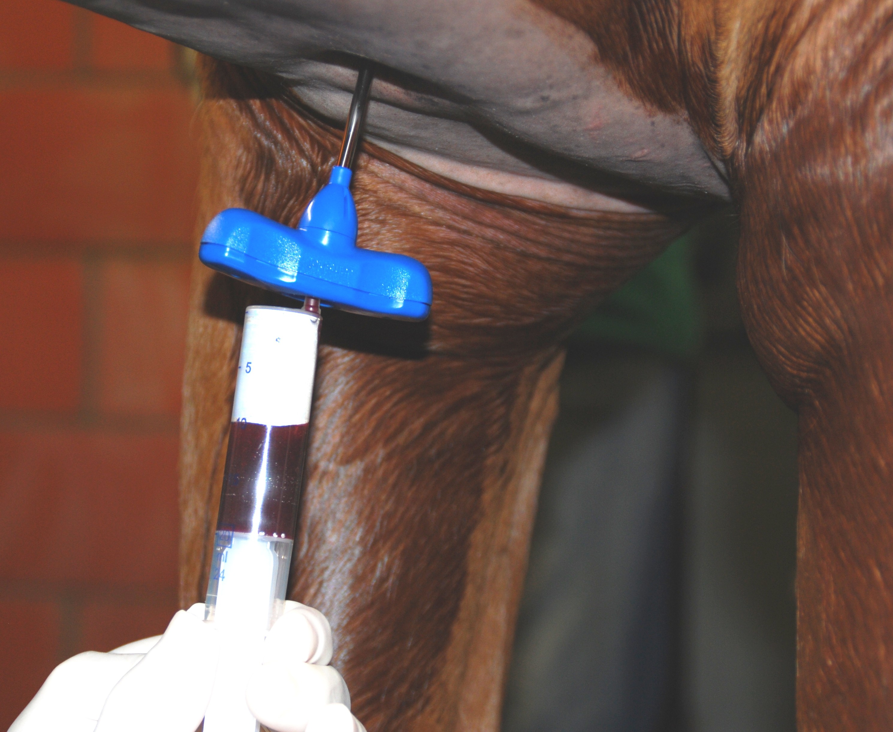 Knochenmmarkentnahme beim stehenden Pferd