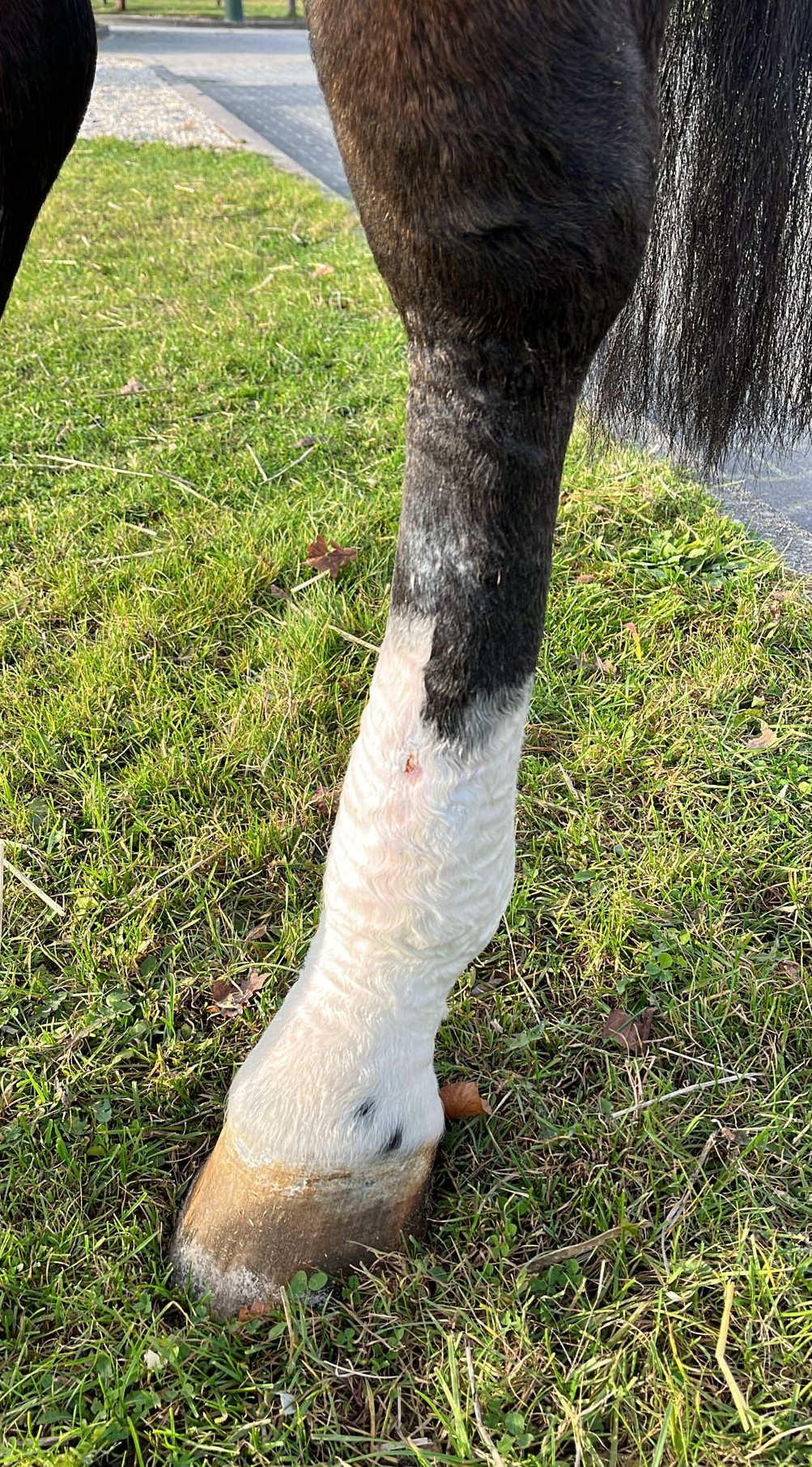 Plastische Chirurgie beim Pferd