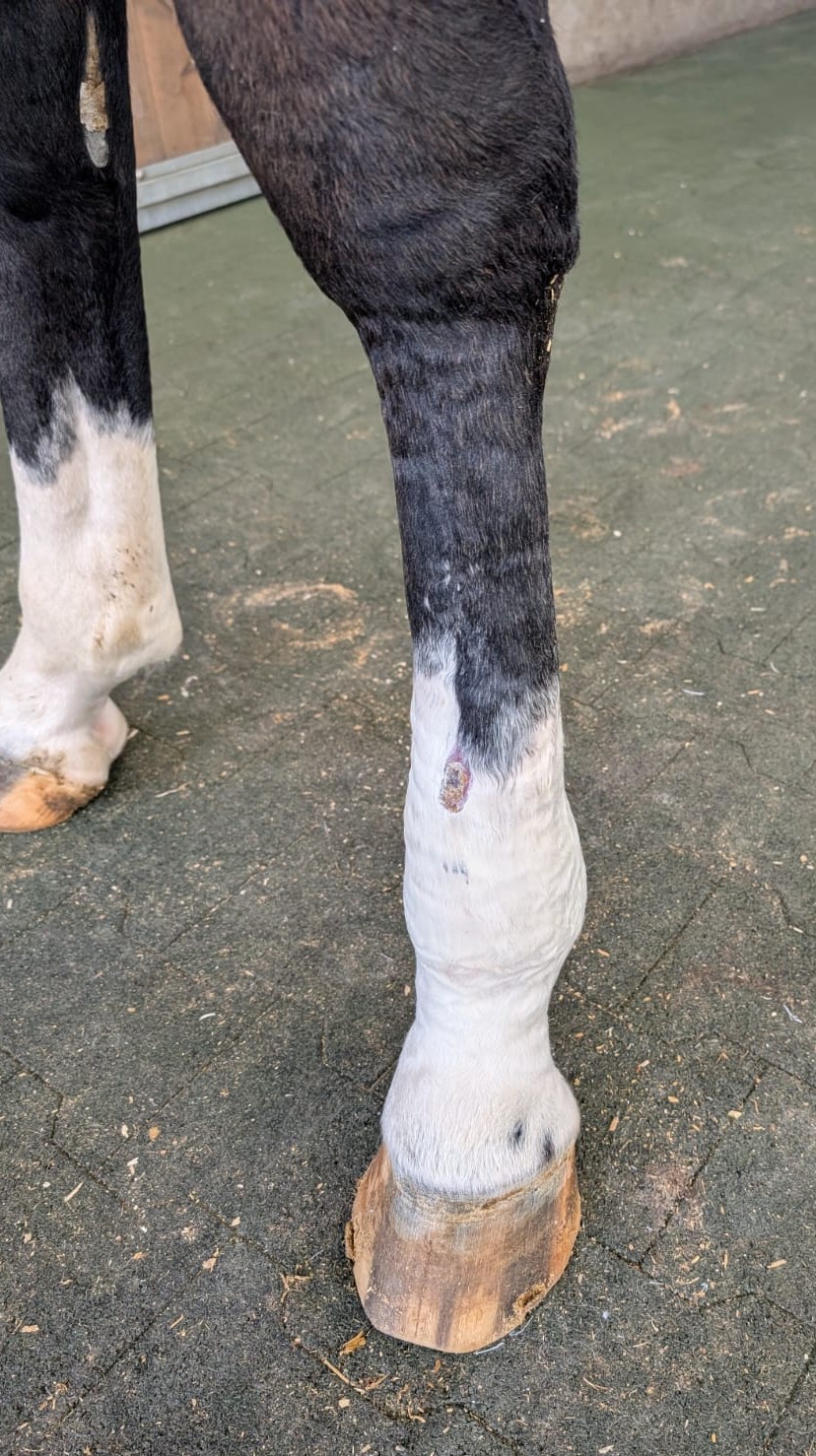 Plastische Chirurgie beim Pferd