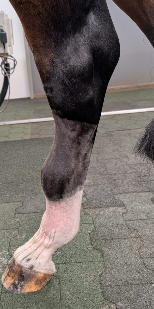 Plastische Chirurgie beim Pferd