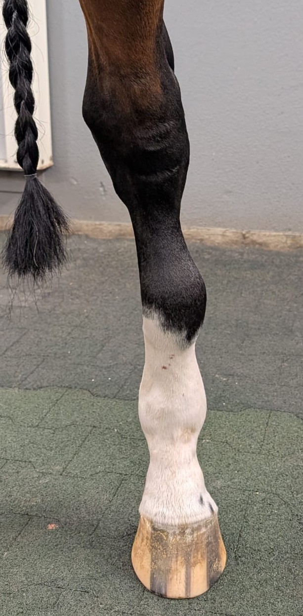 Plastische Chirurgie beim Pferd